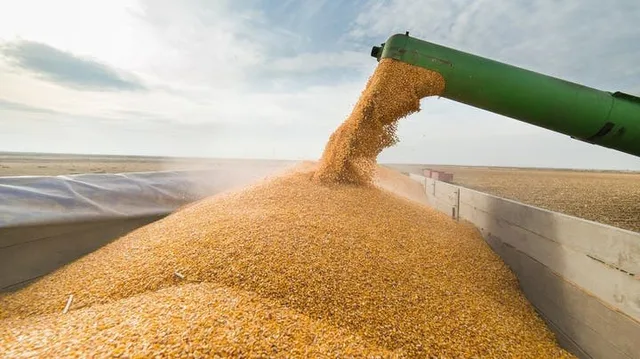 Une moissonneuse déverse des grains de maïs dans une remorque