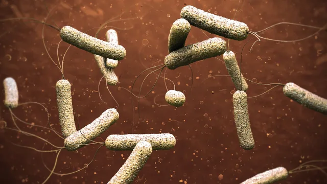 Illustration agrandie de bactéries en forme de bâtonnet sur fond brun, photo d'archives