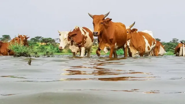 Des vaches debout dans une eau de pluie stagnante, des arbres verts en arrière-plan