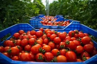 Des caisses en plastique remplies de tomates fraîches dans une serre