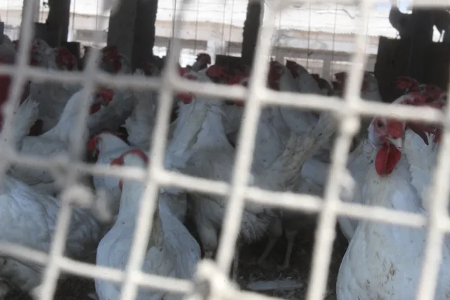 Des poulets blancs derrière un grillage dans un élevage, photo d'archives