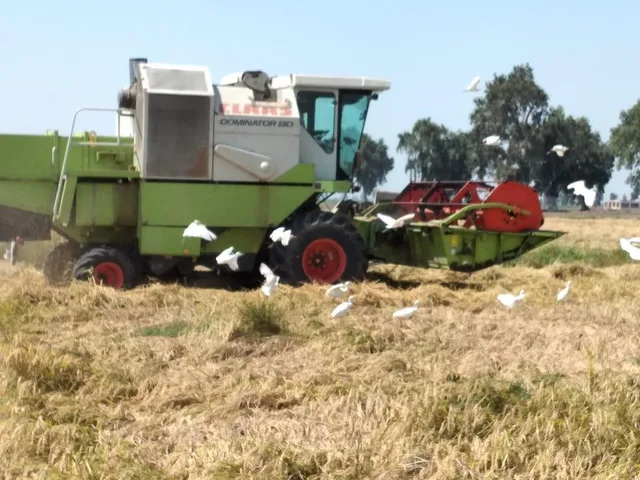 Une moissonneuse dans un champ de riz entourée d'oiseaux blancs