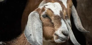 Gros plan d'une chèvre brune et blanche aux longues oreilles, photo d'illustration d'archives