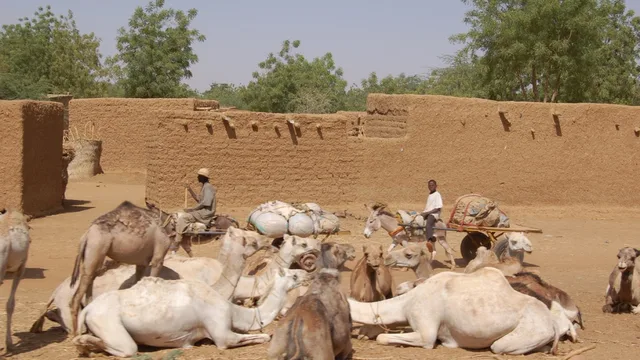 Des dromadaires couchés devant des murs en banco dans un village du Sahel, une charrette tirée par un âne