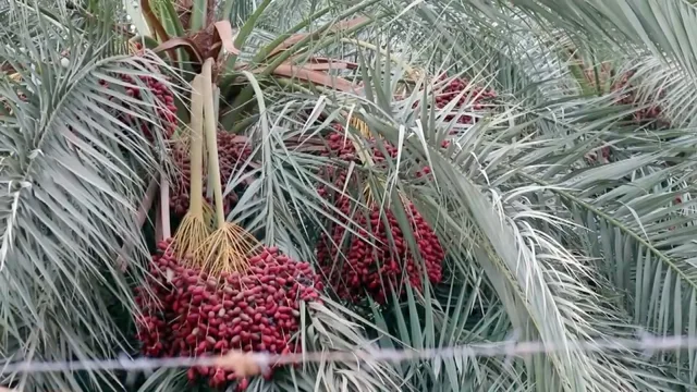 Des régimes de dattes rouges pendent entre les palmes d'un palmier, photo d'archives