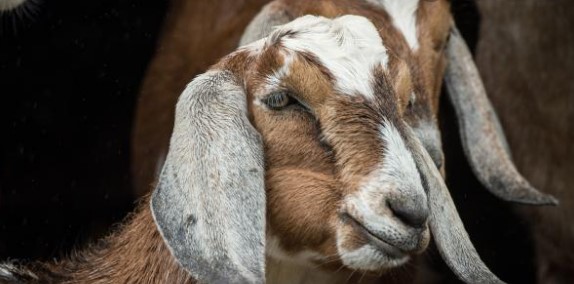 Gros plan d'une chèvre brune et blanche aux longues oreilles, photo d'illustration d'archives