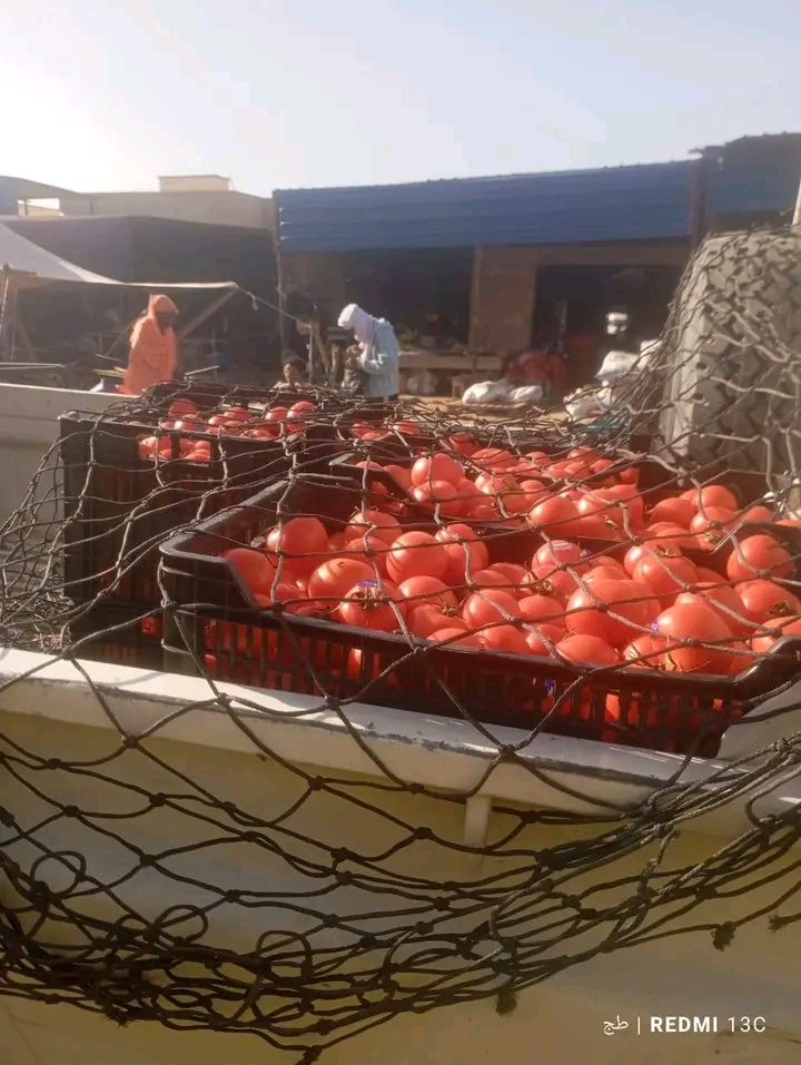 Tomates en cagettes