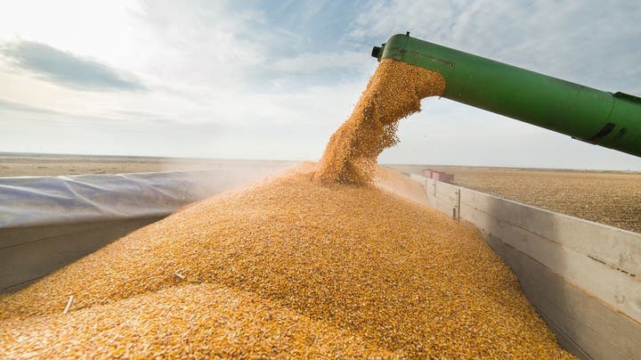Une moissonneuse déverse des grains de maïs dans une remorque