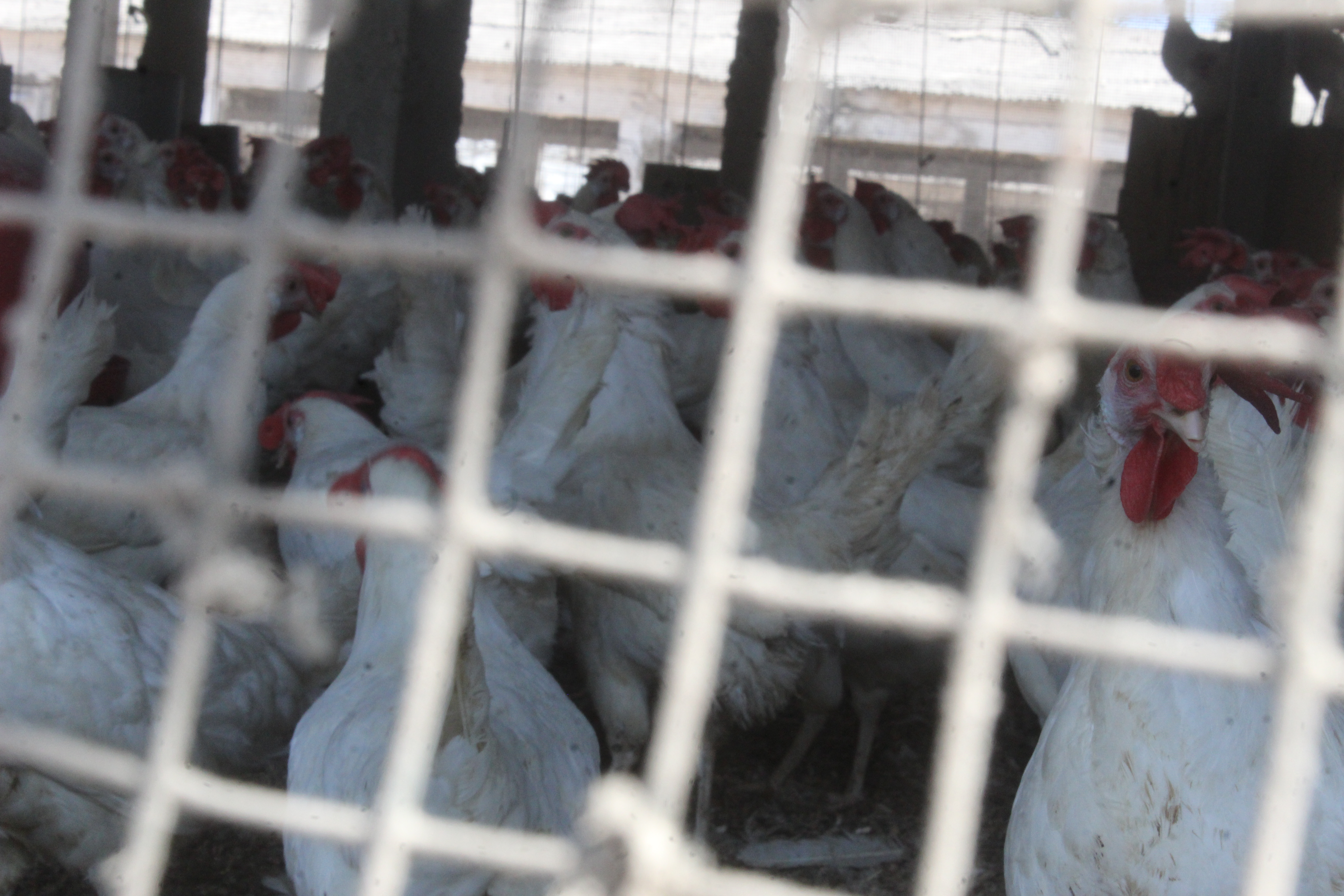 Des poulets blancs derrière un grillage dans un élevage, photo d'archives