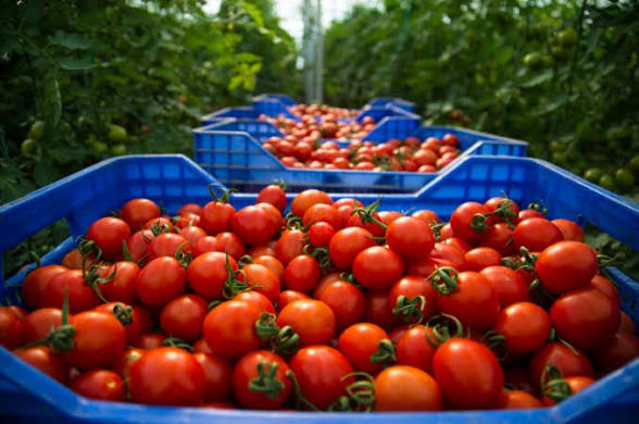 Des caisses en plastique remplies de tomates fraîches dans une serre