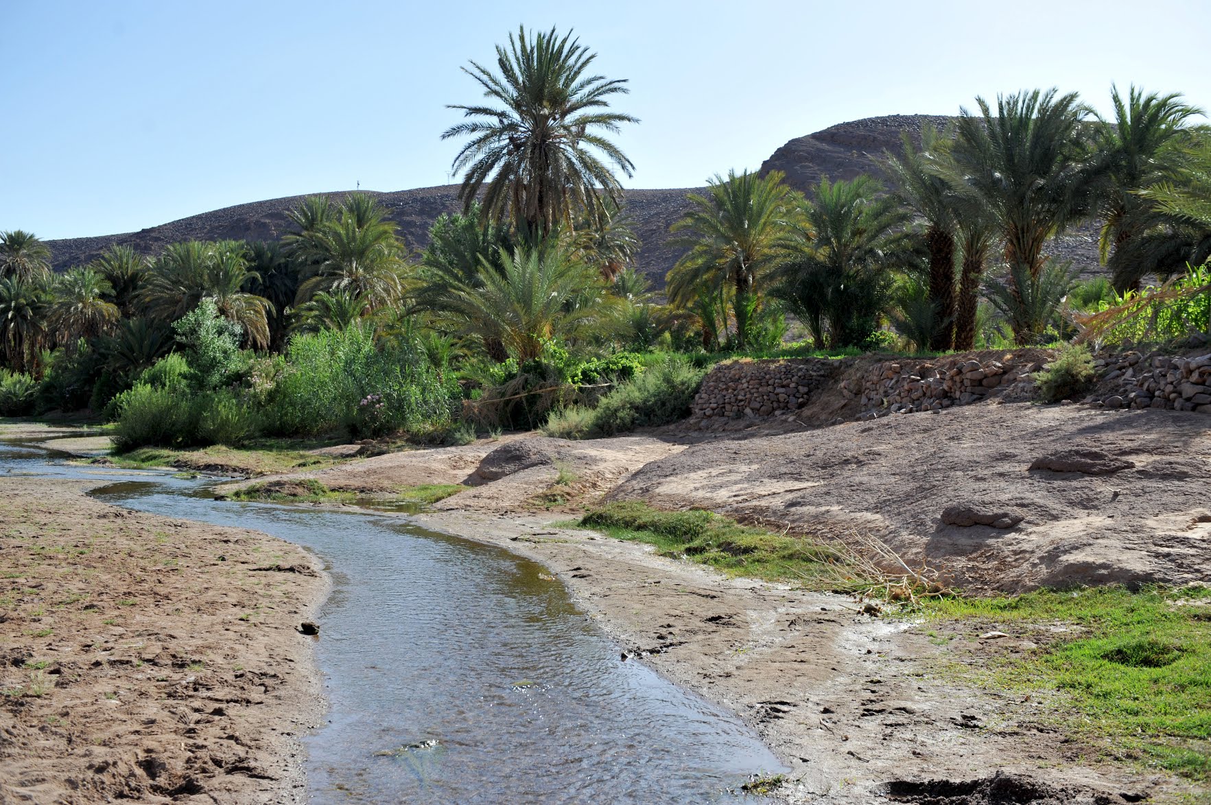 Un cours d'eau peu profond entre des berges sableuses et des palmiers dans une oasis du sud-est du Maroc, photo d'archives