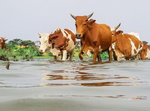 Mauritanie : Pluies enregistrées dans différentes régions du pays