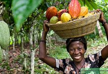 Ghana : Nous prévoyons d'allouer 200 000 hectares de terres à la culture du cacao