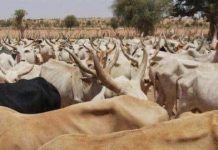 Mali : Décision officielle d'interdire l'entrée du bétail mauritanien aux frontières du pays