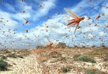 "La FAO prévoit la poursuite de la reproduction des criquets pèlerins dans le sud du Maroc."
