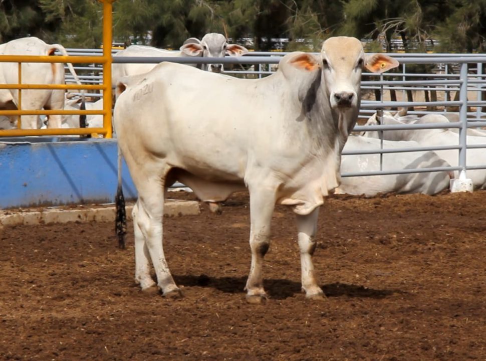 Le Maroc importe un quart de million de vaches d'une valeur de plusieurs centaines de millions de dollars