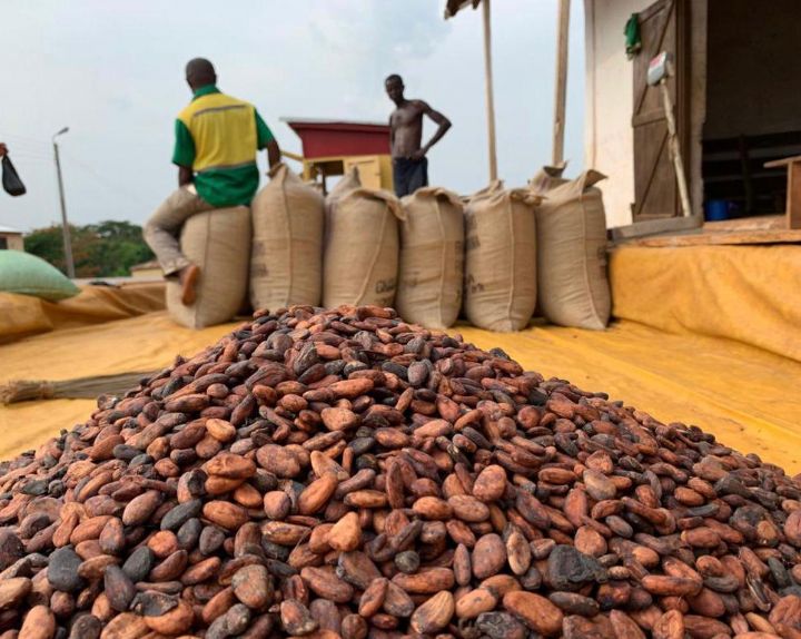 Initiative Côte d'Ivoire-Ghana pour le Cacao : Les deux pays se rencontrent la semaine prochaine à Abidjan pour ajuster les plans et normes de traçabilité du cacao
