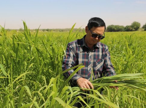 A l'occasion d'une mission à vie, un expert chinois plante des oasis dans les déserts de Mauritanie