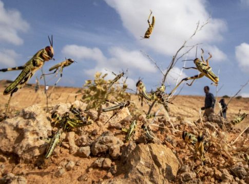 Les essaims de criquets pèlerins menacent les cultures dans le sud de la Libye