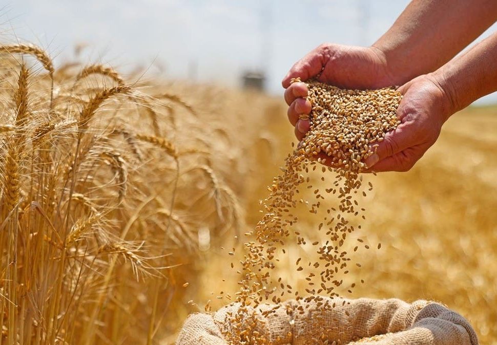 L'Algérie lance un appel d'offres pour 50 000 tonnes de blé dur