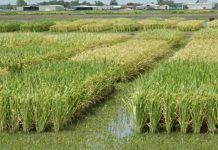 Annonce officielle de 100 possibilités de financement pour des projets agricoles de jeunes dans le comté de Boghé