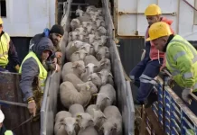 L'Algérie annonce l'arrivée de la première cargaison de moutons importés :la Mauritanie n'est pas incluse