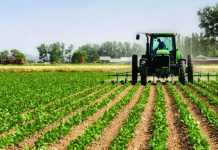Augmentation de la production de la campagne agricole d'automne 2025 de 27 % par rapport à la saison précédente.