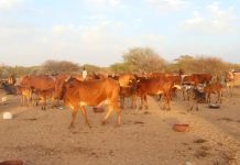Transfert des équipements centraux de collecte du lait à Méderdra et Rkiz vers Néma
