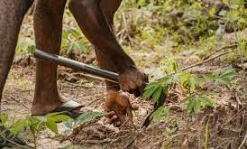 Adaptation agricole : élément clé à la mise en place de systèmes alimentaires durables en Afrique
