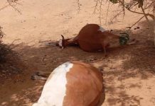 La contamination de l'eau serait derrière la mort de 13 vaches dans la région de l'Assaba