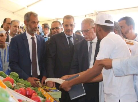 Le ministère de l'agriculture importe 10 000 jeunes arbres pour soutenir les producteurs de dattes dans les wilayas oasiennes
