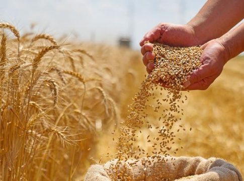 Le Maroc est le deuxième plus grand importateur de blé tendre en provenance d'Europe en 2024-2025
