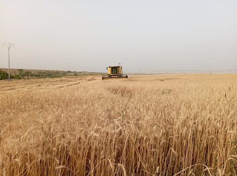 Ministère de l'Agriculture : Les ravageurs sont responsables de 45 % des pertes dans les champs