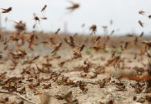Les agriculteurs de Tiguint s'inquiètent de la propagation des criquets