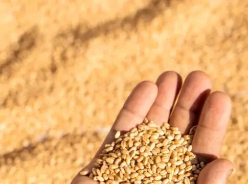 L'Algérie achète environ 800 000 tonnes de blé tendre