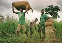 Rapport international : L'Afrique est la première région du monde pour le travail des enfants