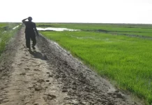 Ministère de l'agriculture : Des milliers d'hectares assainis, de nouveaux projets d'irrigation en cours