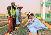 Un jardin vert:Des experts chinois s'attaquent à la désertification depuis le centre du désert mauritanien