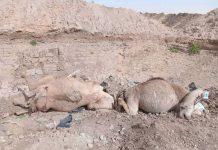 Forum de l'environnement : Inquiets de la mort de plusieurs chameaux dans les zones situées entre Taziast et Chami