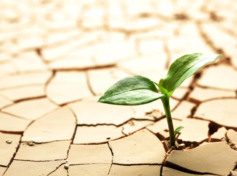 Rapport : La moitié de la production alimentaire mondiale menacée par la pénurie d'eau
