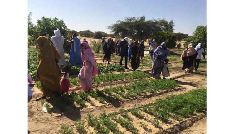 Trarza : Une campagne agricole estivale de culture du riz au niveau de la wilaya se poursuit dans des conditions satisfaisantes