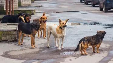Des millions de chiens errants suscitent la crainte des habitants d'Istanbul et provoquent de nombreux accidents de la circulation