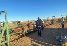 Vaccination de 1524 vaches dans le cadre d'un programme national d'amélioration des races