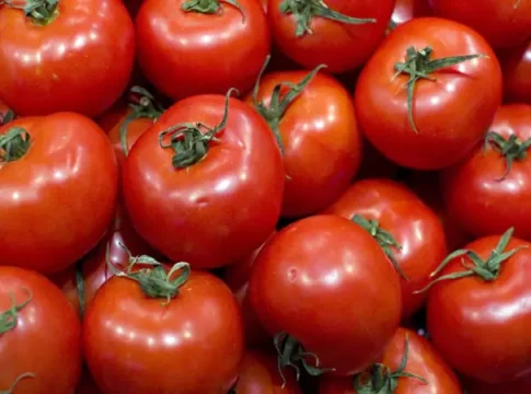 Le Maroc établit un record pour les exportations de tomates vers la Norvège