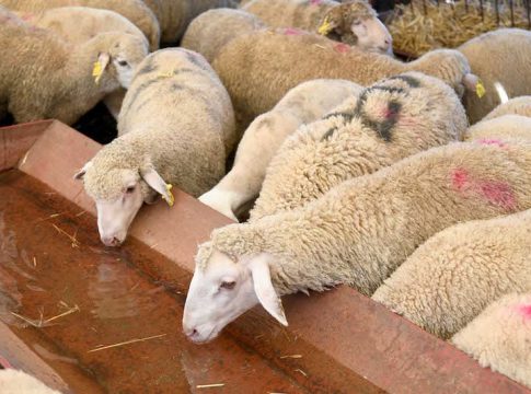 Espagne : Les éleveurs demandent que l'exportation de moutons vers l'Algérie soit facilitée