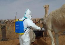 Trois nouveaux cas de fièvre de la vallée du Rift enregistrés à Nouakchott