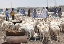 Avant l'Aïd al-Adha, plaintes concernant la hausse des prix des moutons