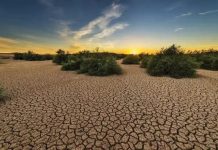 Un responsable du ministère de l'Environnement : La Mauritanie fait face à des défis environnementaux croissants