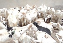 Sénégal : La Mauritanie continue de dominer en tant que principale source de moutons destinés à l'Aïd al-Adha