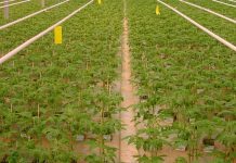 Estimations officielles : La Mauritanie sera autosuffisante à 84 % en légumes d'ici 2026